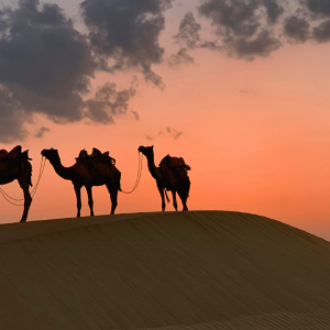 Desert Medicine Course Oman