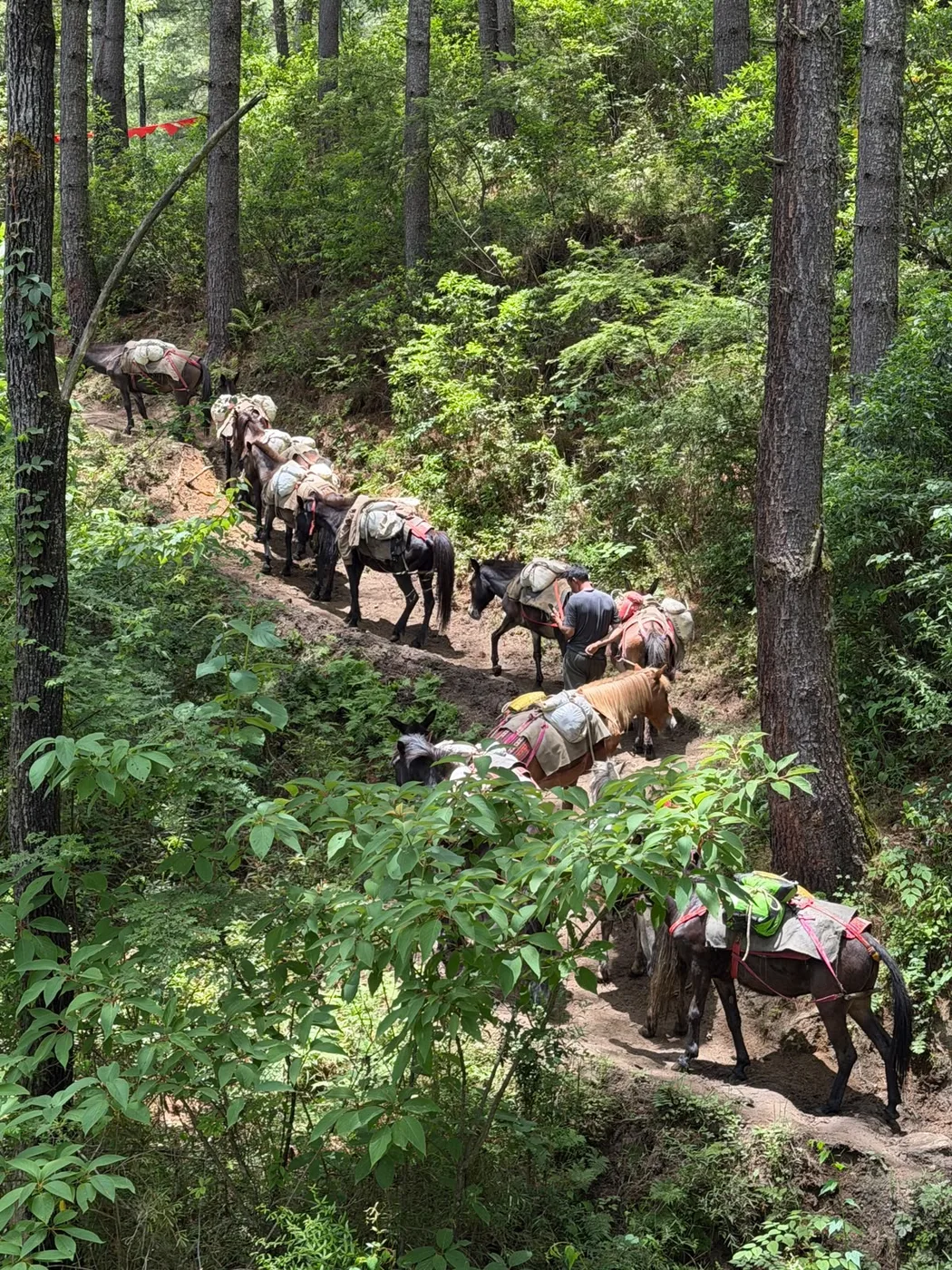 Forest trail in Bhutan